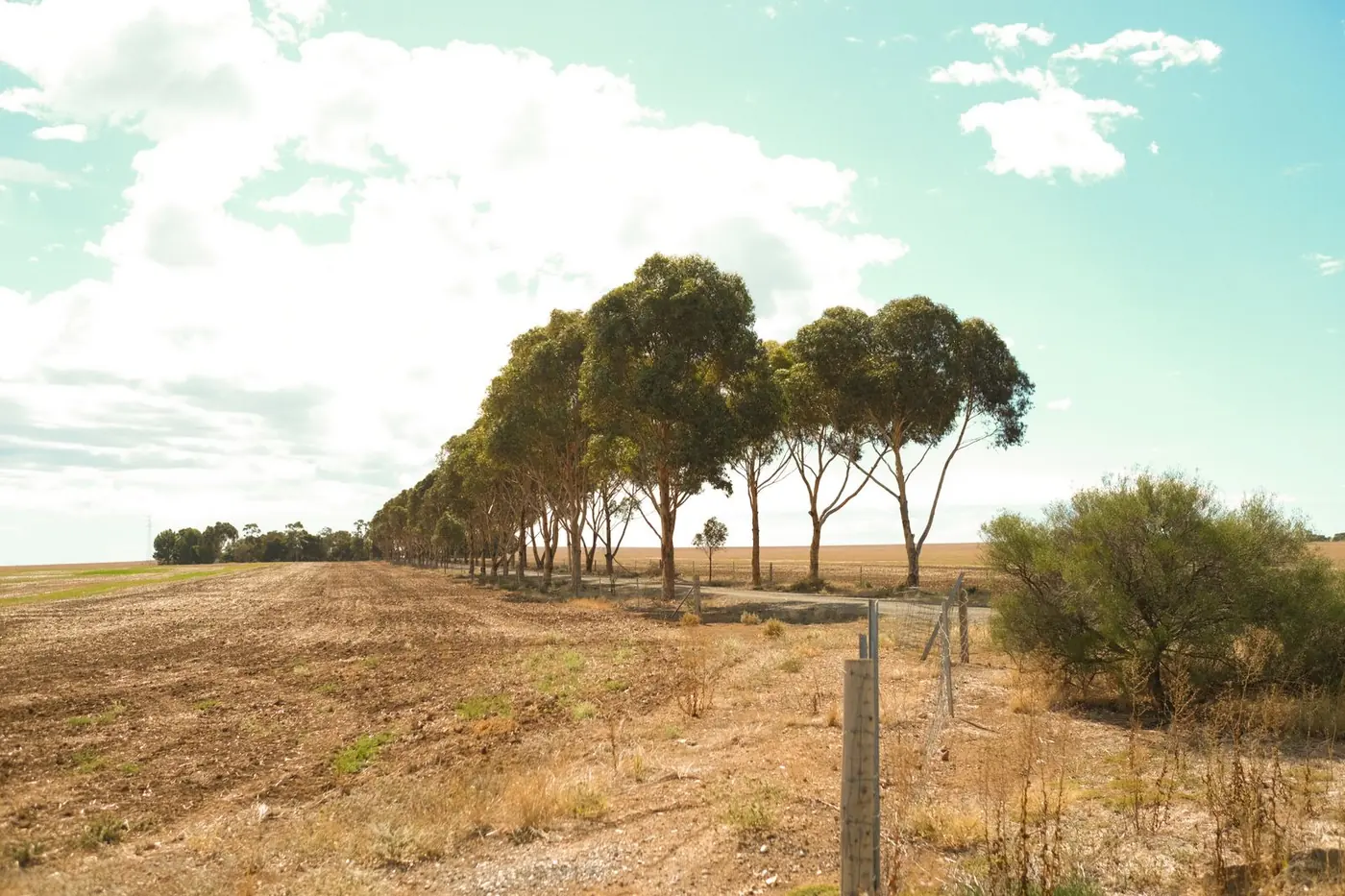 Eucalyptus trees in a South Australian landscape