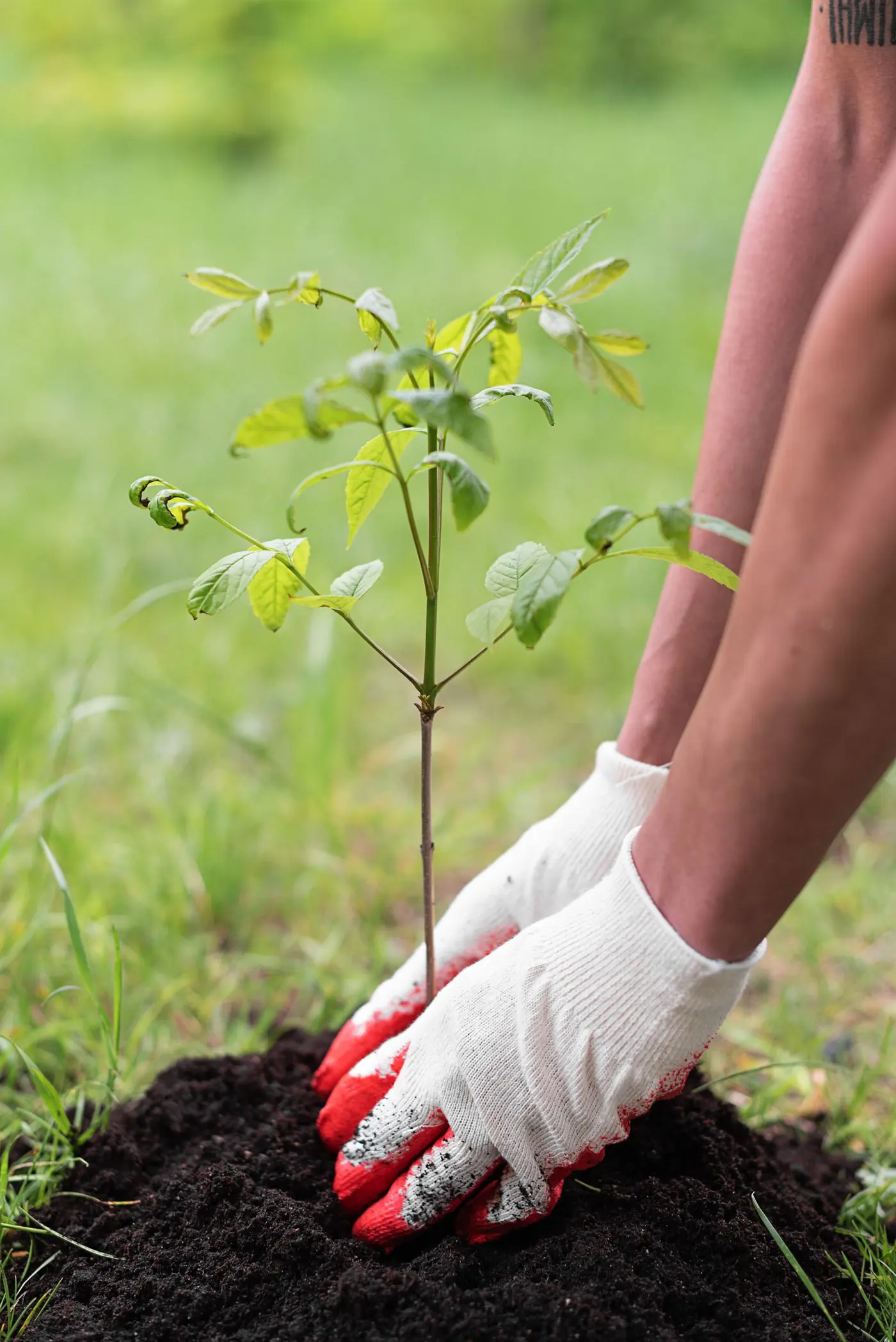 Hands planting a young tree as part of a land restoration project